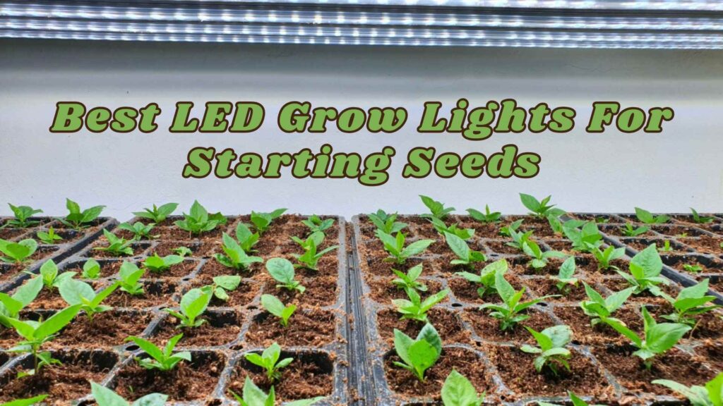 best LED grow lights for starting seeds