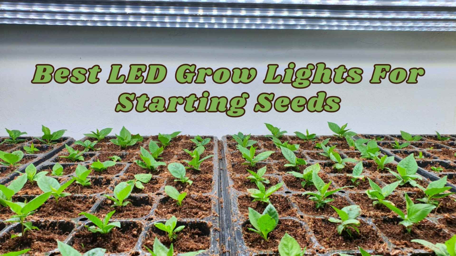 best LED grow lights for starting seeds