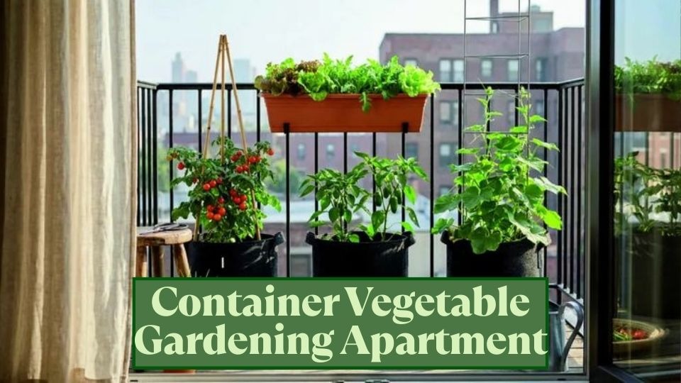Container Vegetable Gardening Apartment