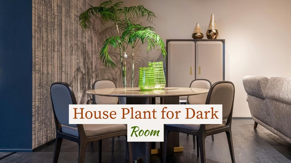 House Plant for Dark Room