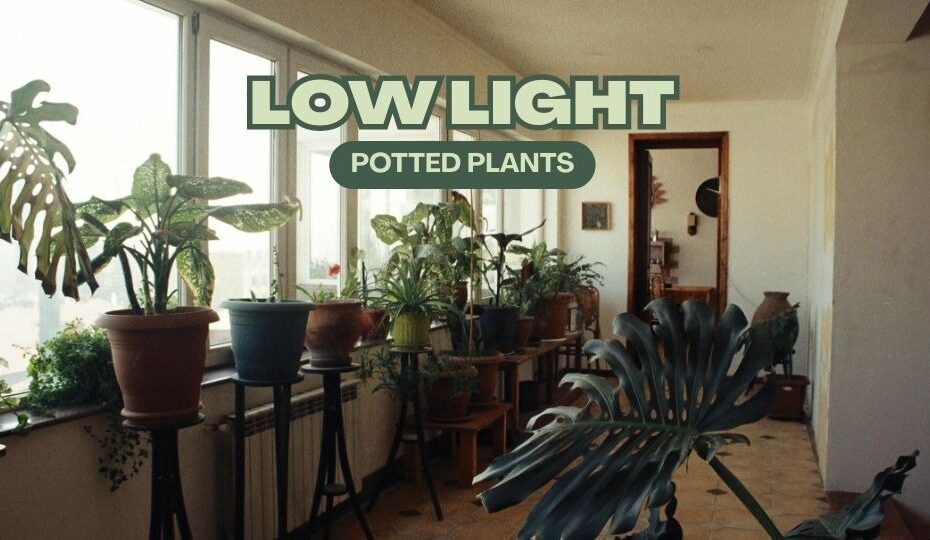 Low Light Potted Plants