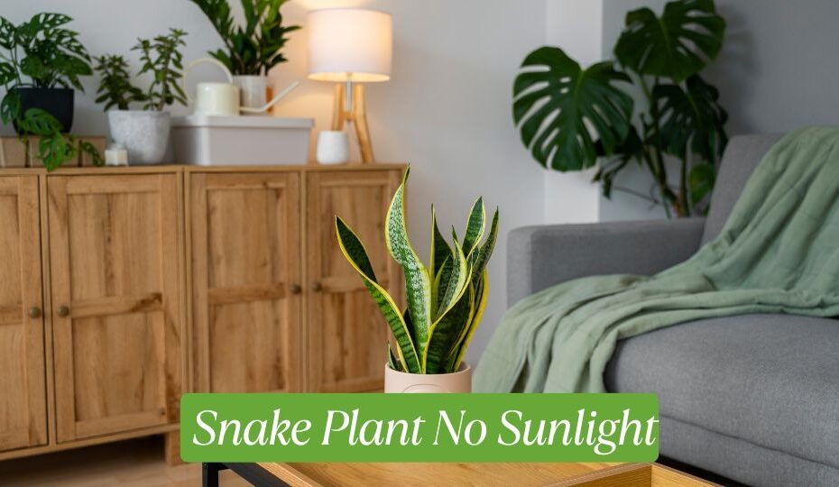 Snake Plant No Sunlight
