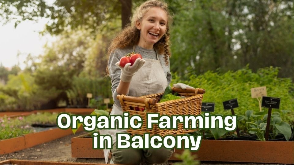 Organic Farming in Balcony