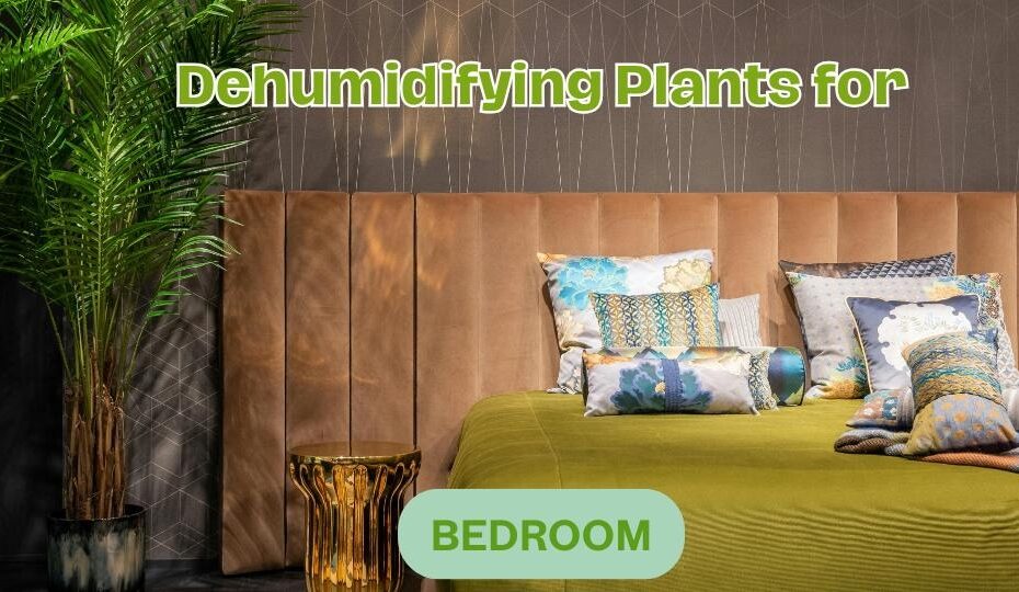 Dehumidifying Plants for Bedroom