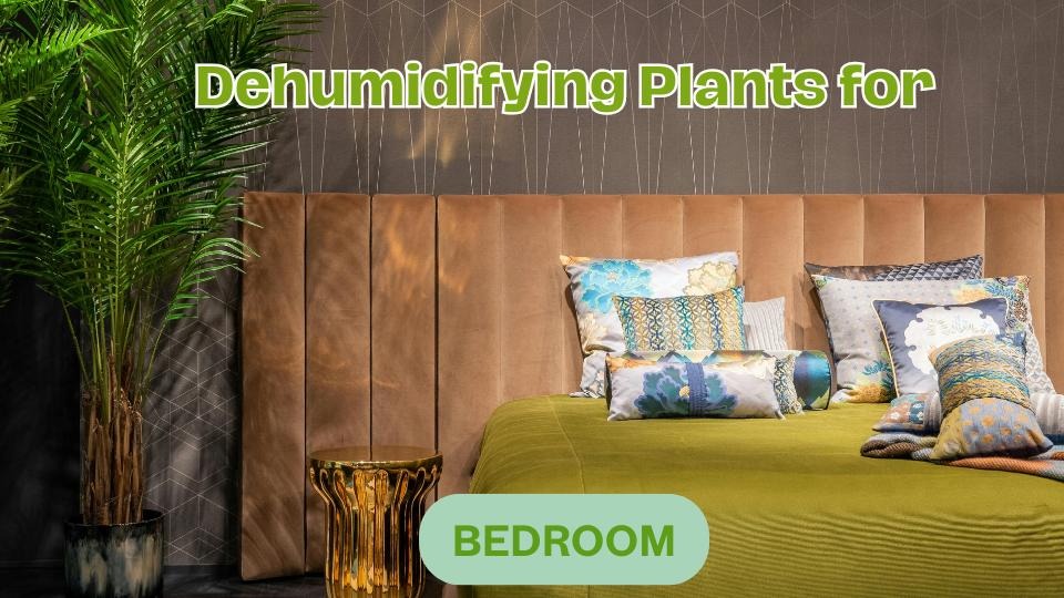 Dehumidifying Plants for Bedroom