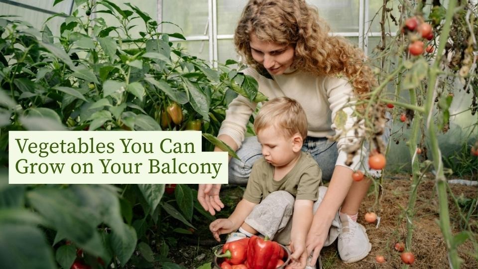 Vegetables You Can Grow on Your Balcony
