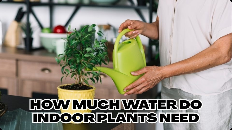 how much water do indoor plants need