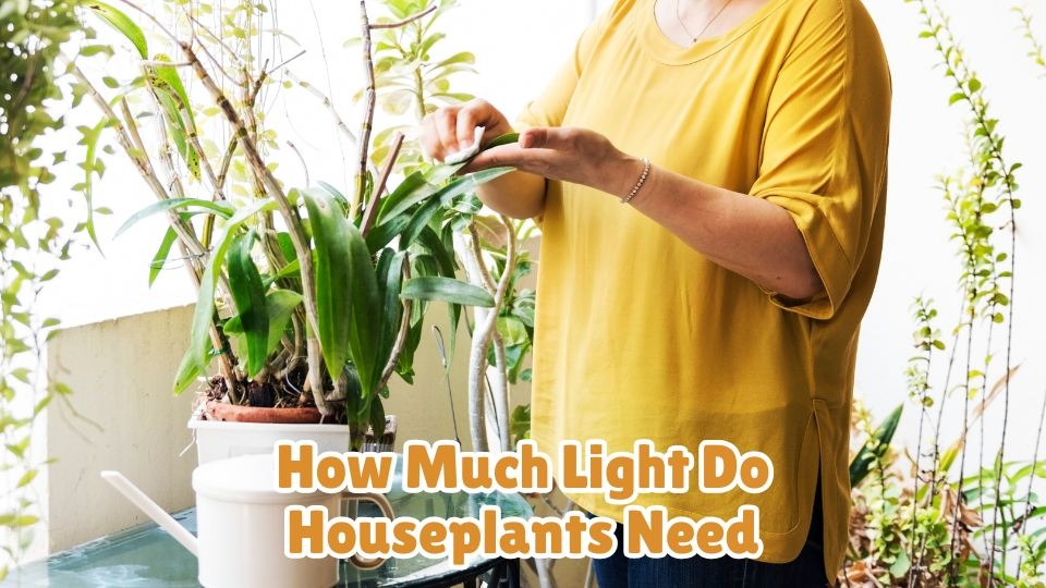 How Much Light Do Houseplants Need