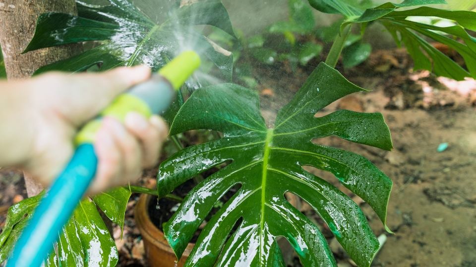 Overwatering symptoms