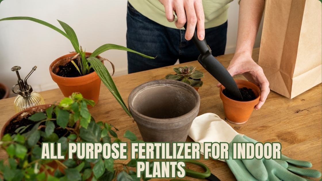 All Purpose Fertilizer for Indoor Plants