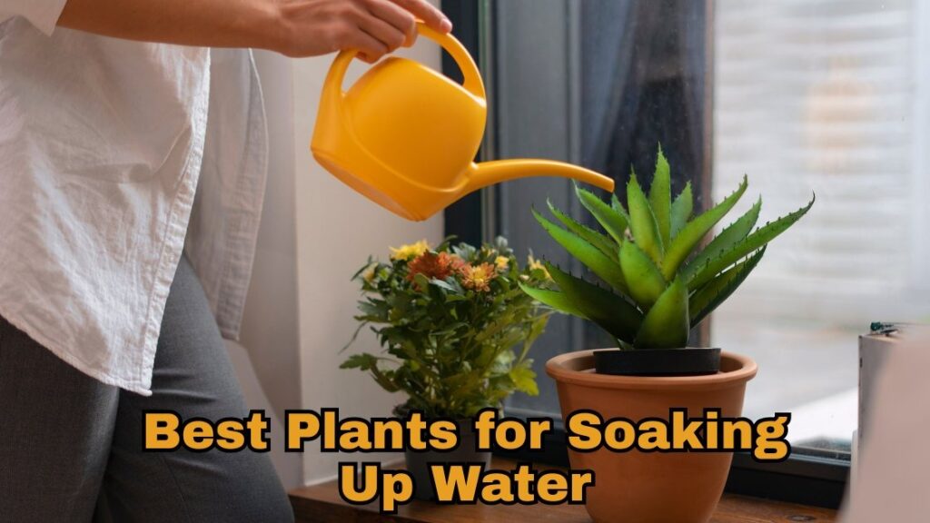 best plants for soaking up water