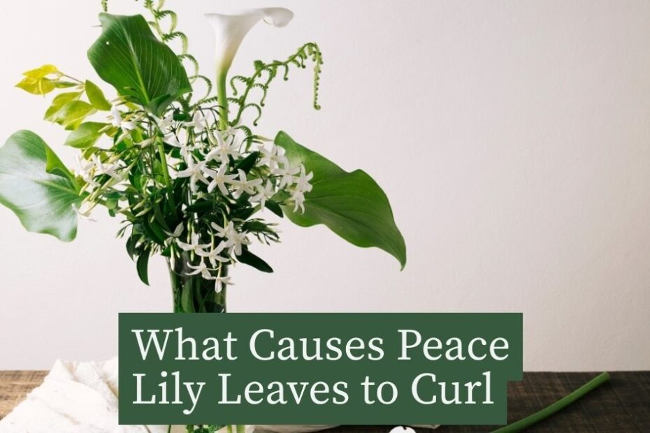 What Causes Peace Lily Leaves to Curl