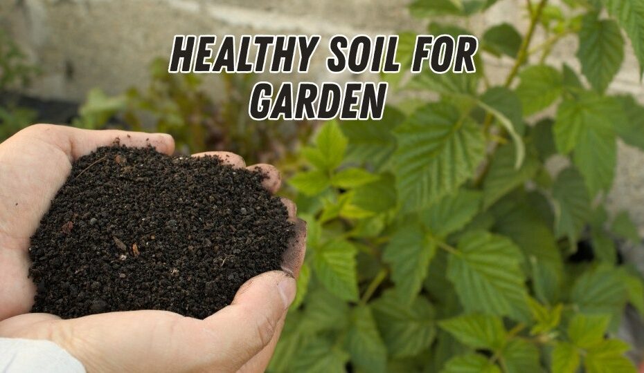 Healthy Soil for Garden