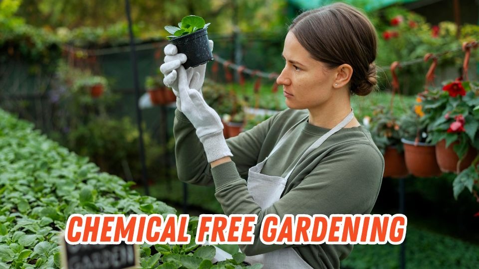 Chemical Free Gardening