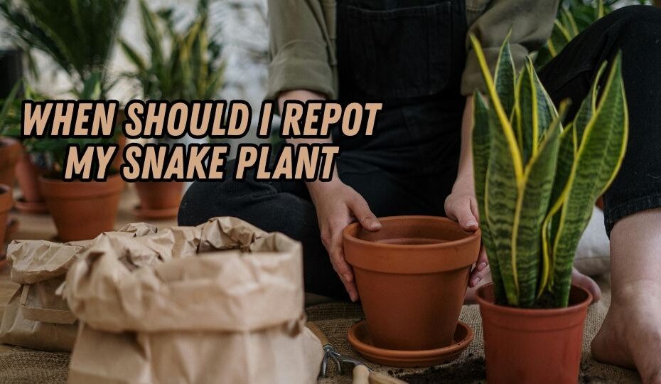When Should I Repot My Snake Plant