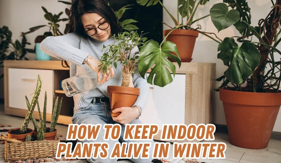 How to Keep Indoor Plants Alive in Winter