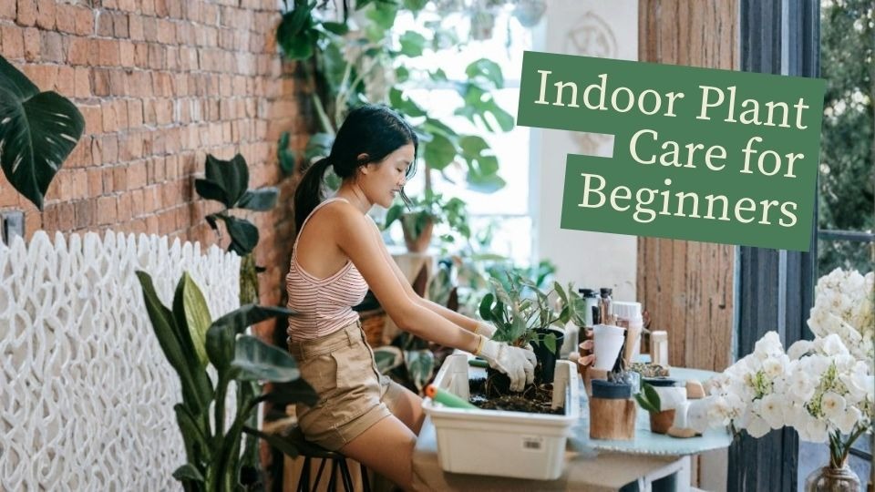 indoor plant care for beginners