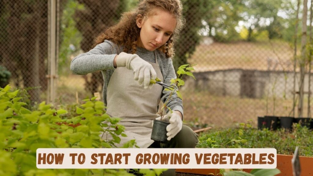 how to start growing vegetables