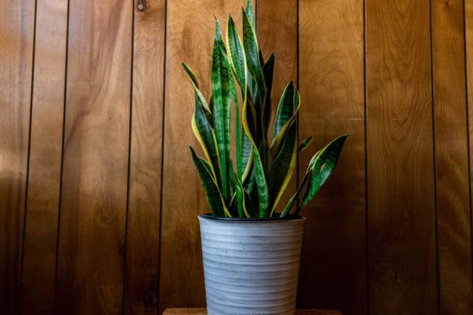 Snake Plant No Sunlight