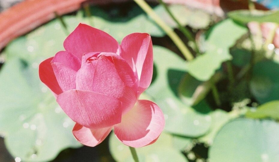 What Causes Peace Lily Leaves to Curl