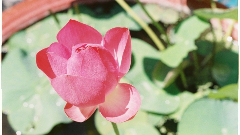What Causes Peace Lily Leaves to Curl