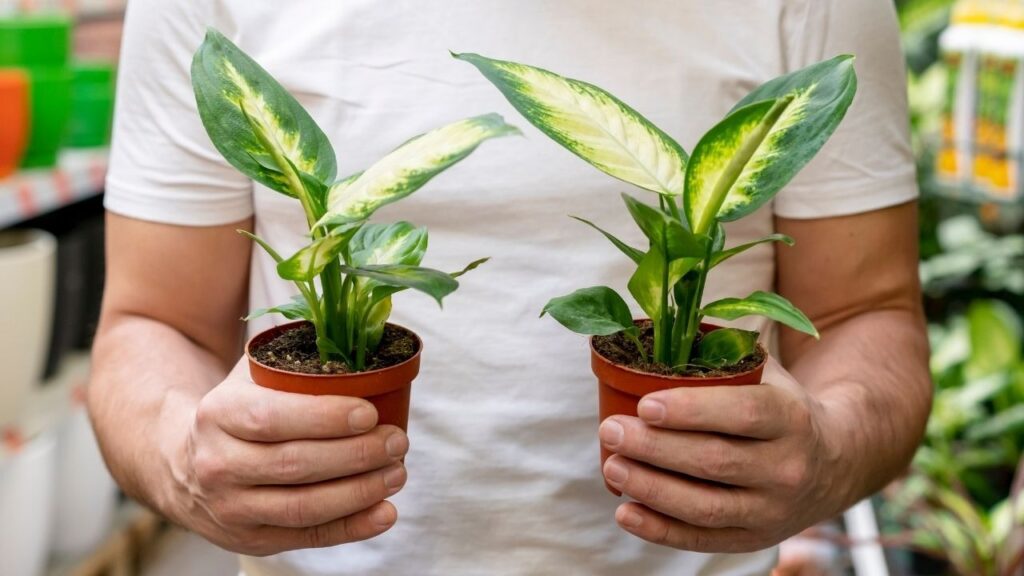 Companion plant intentionally