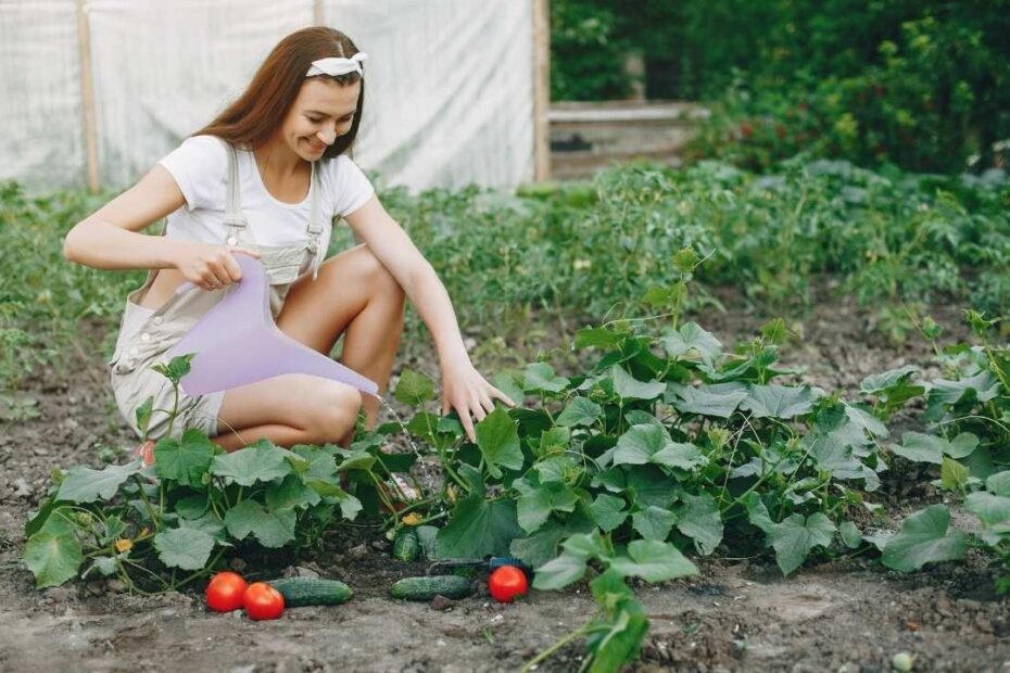 Vegetables You Can Grow on Your Balcony