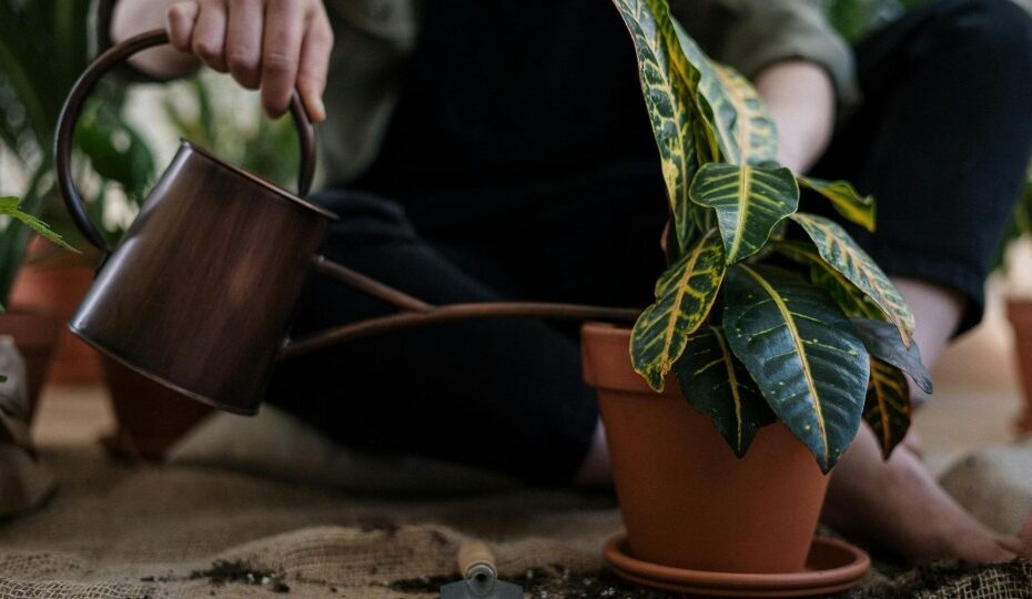 Indoor Plant Potting Mix Recipe
